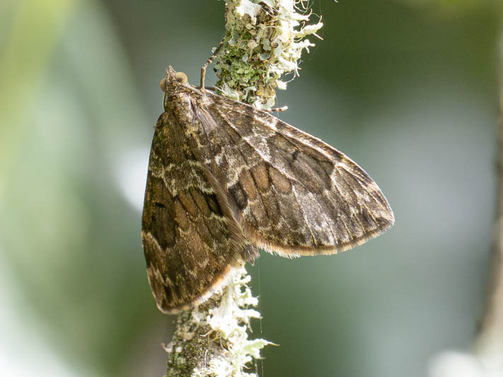 Thera britannica (Spruce Carpet).jpg
